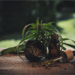 CBD oil