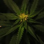 hemp