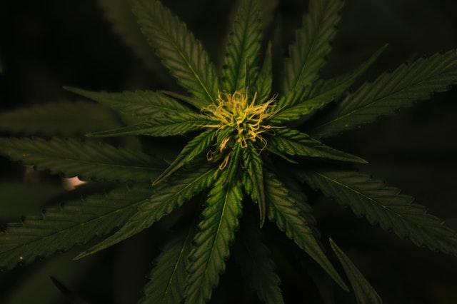 hemp