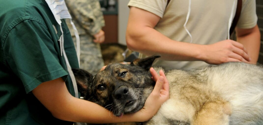 vet